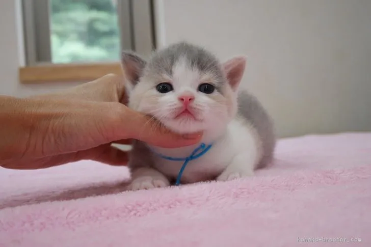 ID:1707-01029の子猫