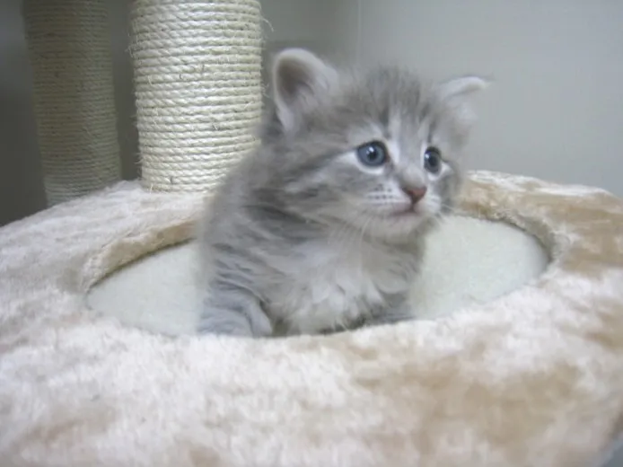 ID:1304-00197の子猫