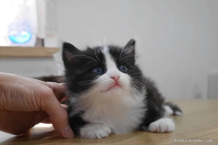 Capri 様のお迎えした子猫