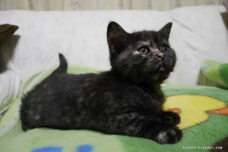 ID：1705-00273の子猫