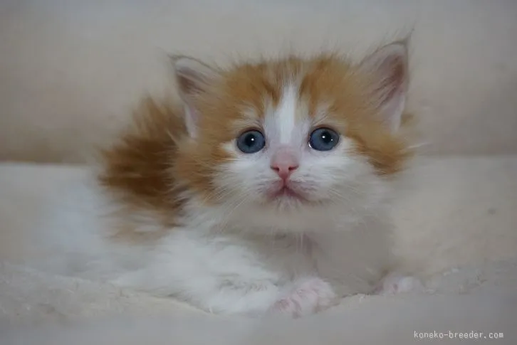 ID:1602-00320の子猫