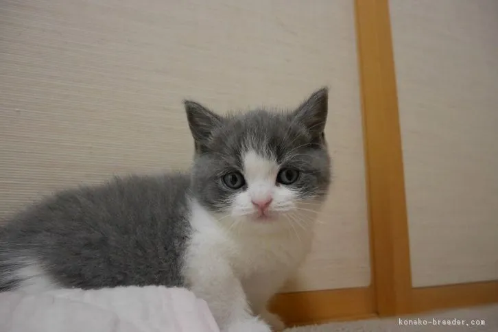 ID：1606-00422の子猫