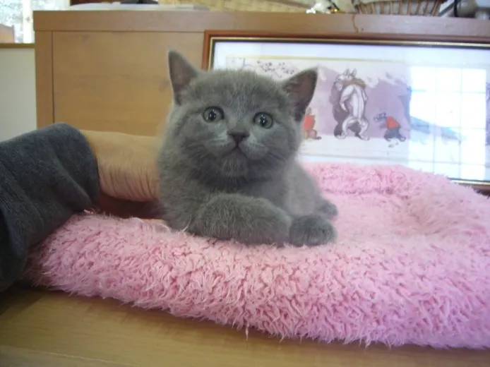 ID:1305-00016の子猫