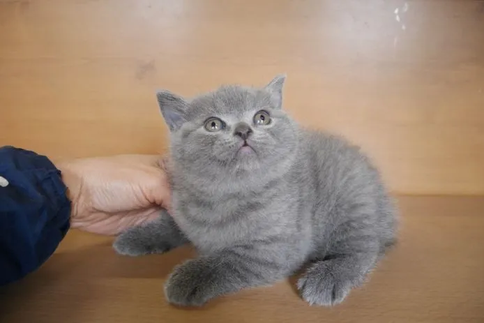 ルビーママ 様のお迎えした子猫