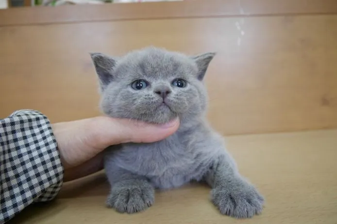 ID:1503-00434の子猫