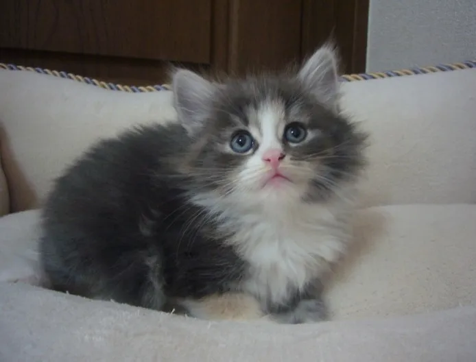ID：1403-00187の子猫