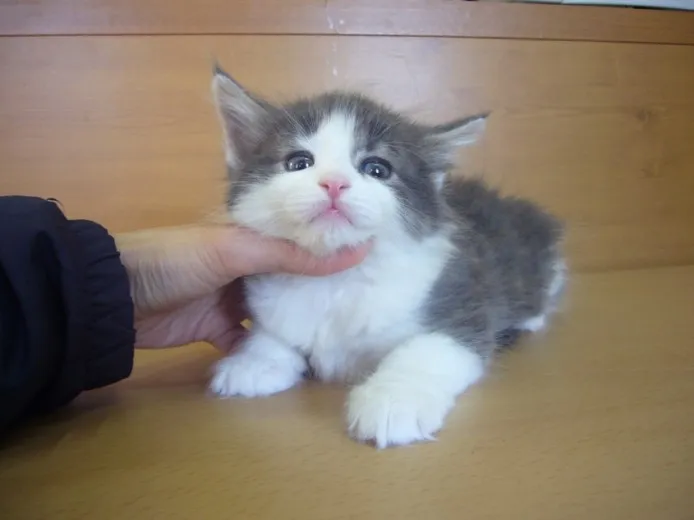 ID:1402-00179の子猫
