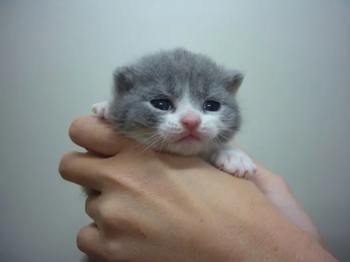 ID：1304-00267の子猫