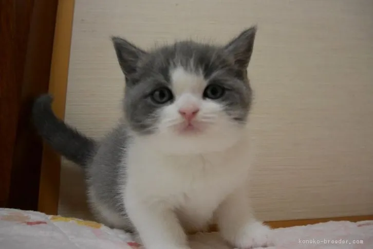 ID:1606-00642の子猫