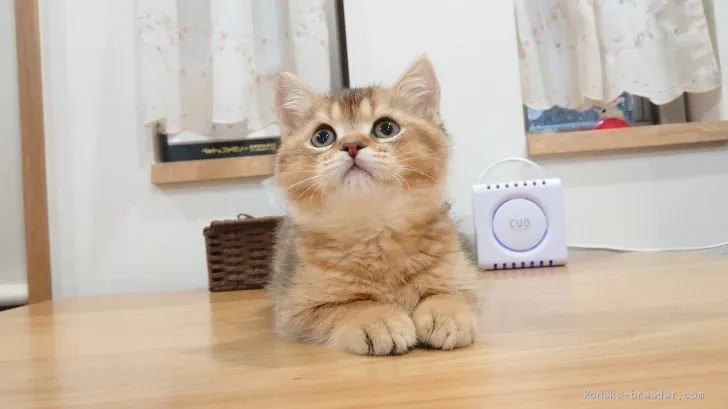 ID：2004-00198の子猫