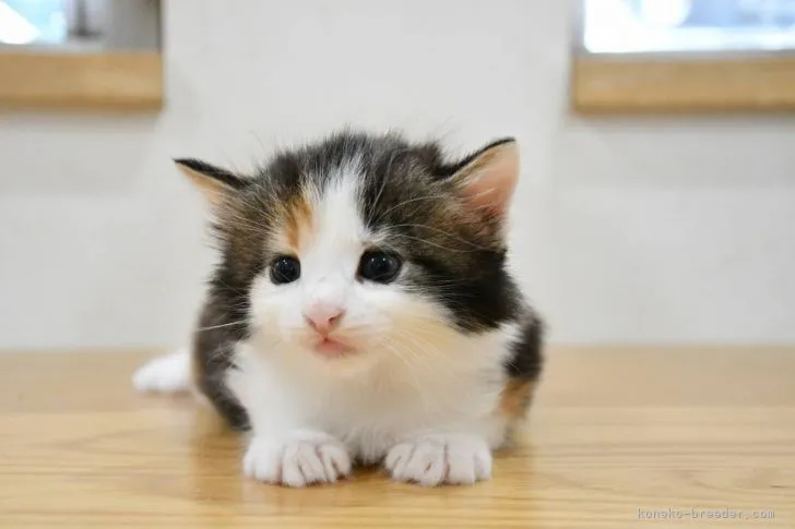 あや 様のお迎えした子猫