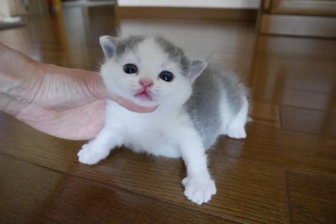 ID:1406-00337の子猫