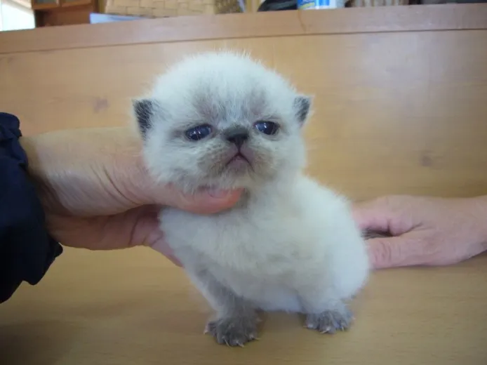 ID:1403-00325の子猫