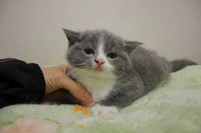 かねやま 様のお迎えした子猫