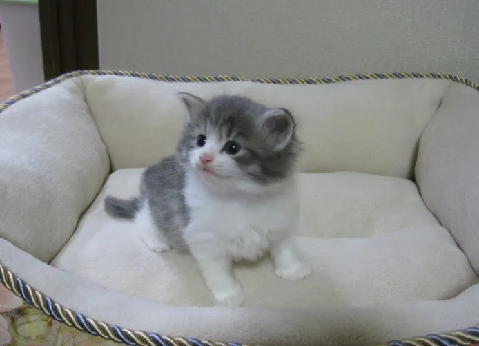 すずき 様のお迎えした子猫