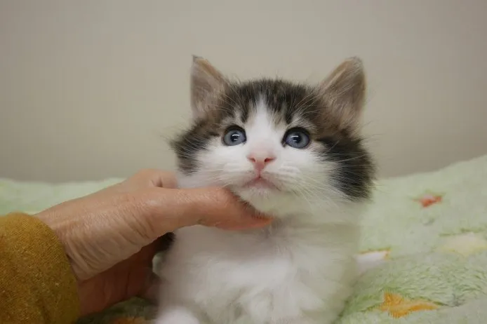 ID：1411-00089の子猫