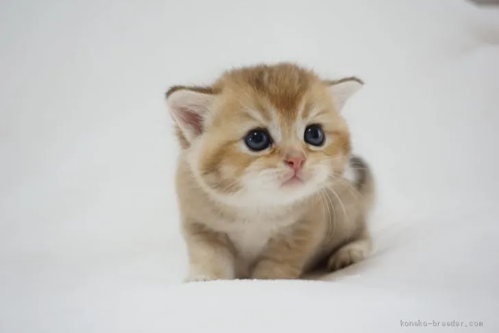 ID:2008-00125の子猫
