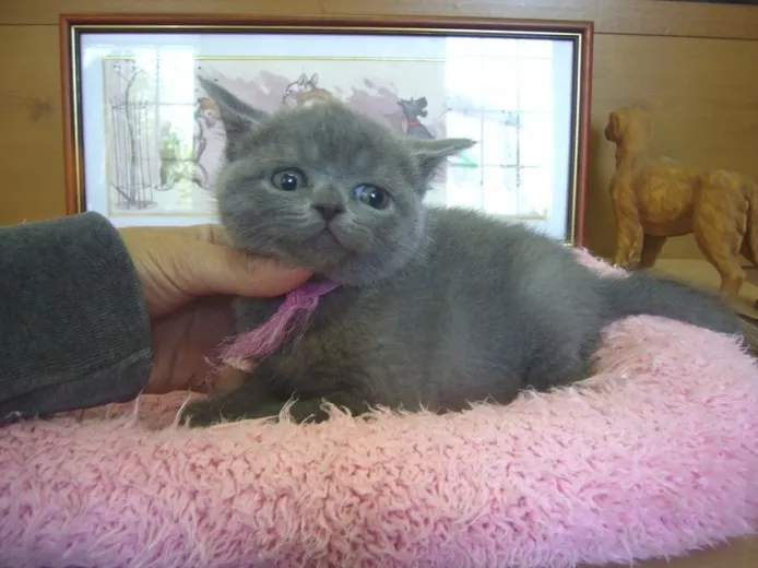 ID：1305-00014の子猫