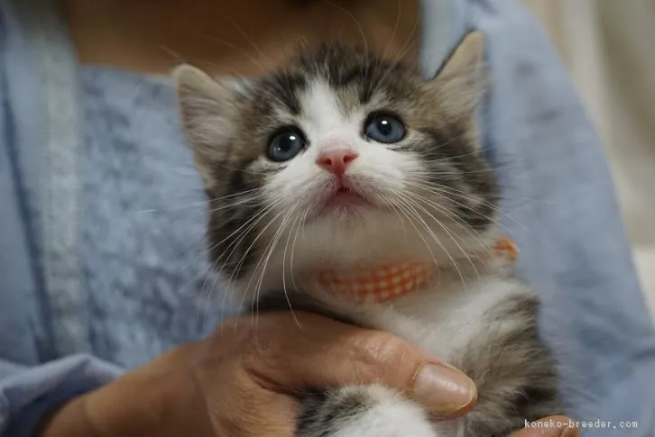 ID:1607-00899の子猫