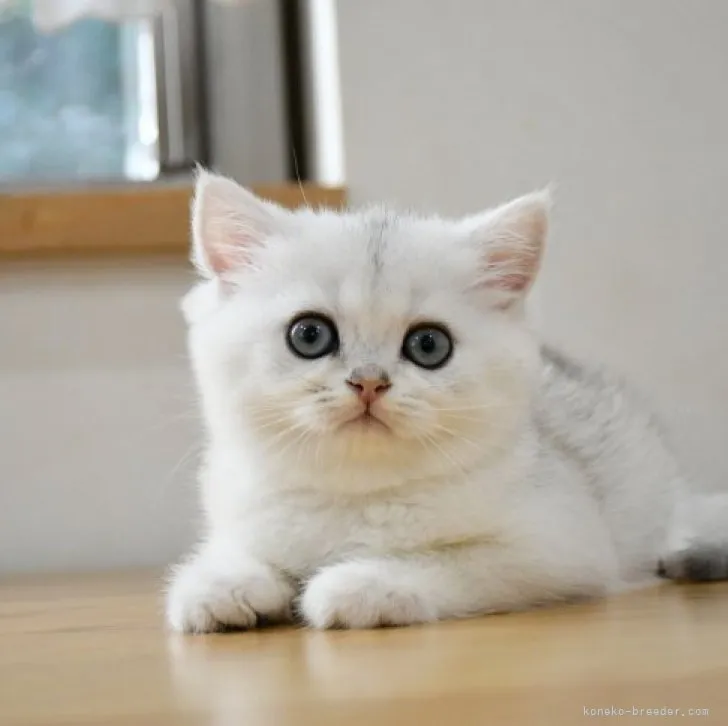 ID：2309-02621の子猫