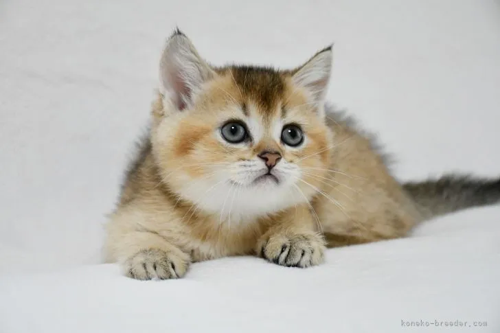 ID:2106-00213の子猫
