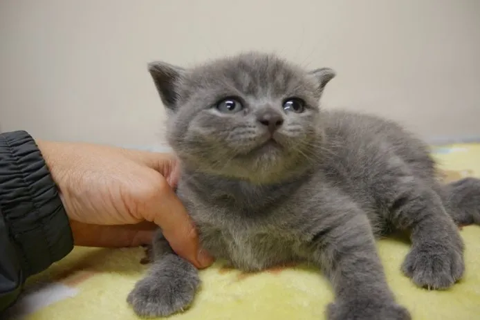 ID：1410-00226の子猫