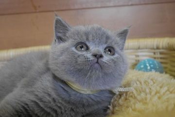 ブリティッシュショートヘア【愛知県・男の子・2015年12月24日・ブルー（ショート）】の写真「まんまるお顔のイケメン君♪とびっきりの美男子です！」