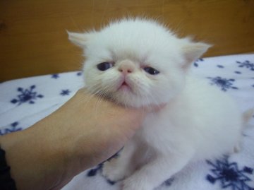 エキゾチックショートヘア【愛知県・男の子・2013年11月6日・クリームポイント (毛色は変化するかもしれません)】の写真「ホワイトの被毛は美しい子。パパはＩＣＣチャンピオン」