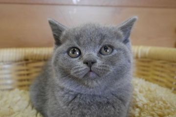 ブリティッシュショートヘア【愛知県・女の子・2016年1月23日・ブルー（ショート）】の写真「まん丸お顔の美人さん。超キュートな女の子」