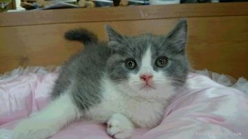 ブリティッシュショートヘア【愛知県・男の子・2015年4月30日・ブルー&ホワイト】の写真「なんてきれいなお顔なの？人気のブルー＆ホワイト♪」
