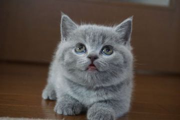 ブリティッシュショートヘア【愛知県・男の子・2016年1月8日・ブルー（ショート）】の写真「超イケメン君♪ママはニュージーランド生まれ♪」