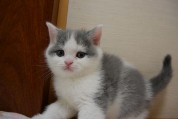 ブリティッシュショートヘア【愛知県・男の子・2016年5月5日・ブルー&ホワイト（ショート）】の写真「まん丸お顔のイケメン君♪人気のブルー＆ホワイト♪」