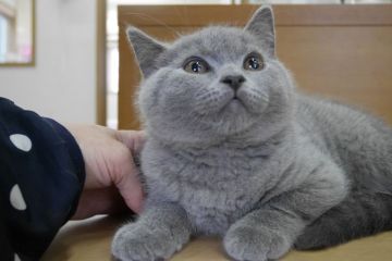 ブリティッシュショートヘア【愛知県・男の子・2015年10月13日・ブルー（ショート）】の写真「まん丸お顔のイケメン君♪」