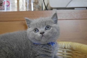 ブリティッシュショートヘア【愛知県・男の子・2015年12月24日・ブルー（ショート）】の写真「まんまるお顔のイケメン君♪とびっきりの美男子です！」