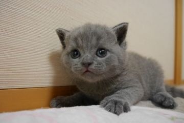 ブリティッシュショートヘア【愛知県・男の子・2016年5月23日・ブルー（ショート）】の写真「まん丸お顔のイケメン君。超絶可愛い♪」