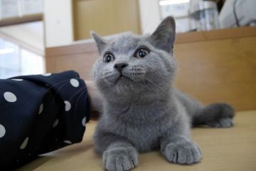 ブリティッシュショートヘア【愛知県・女の子・2015年10月26日・ブルー（ショート）】の写真「まんまるお顔の美人さん　人気のブリテッシュブルー」