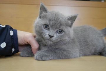 ブリティッシュショートヘア【愛知県・男の子・2015年10月16日・ブルー（ショート）】の写真「まん丸お顔の超イケメン君♪」