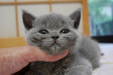 ブリティッシュショートヘア【愛知県・女の子・2016年5月23日・ブルー（ショート）】の写真「まん丸お顔の美人さん♪小さめの可愛い子です♪」
