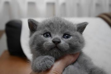 ブリティッシュショートヘア【愛知県・男の子・2016年8月2日・ブルー（ショート）】の写真「まん丸お顔のイケメン君♪」