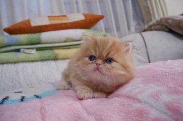 ペルシャ【愛知県・男の子・2017年1月28日・レッド】の写真「まるで縫いぐるみ♪２０日までの限定価格！」