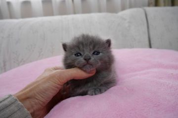 ブリティッシュショートヘア【愛知県・男の子・2016年12月22日・ブルー（ショート）】の写真「まん丸お顔のイケメン君♪美しいブリテッシュブルー♪」