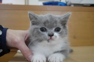 ブリティッシュショートヘア【愛知県・男の子・2015年10月28日・ブルー&ホワイト（ショート）】の写真「まん丸お顔のイケメン君♪襟巻きと可愛い八割れ♪」