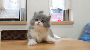 ブリティッシュショートヘア【愛知県・男の子・2020年3月14日・ブルー&ホワイト】の写真「お値下げしました！人気のブルー＆ホワイト♪」