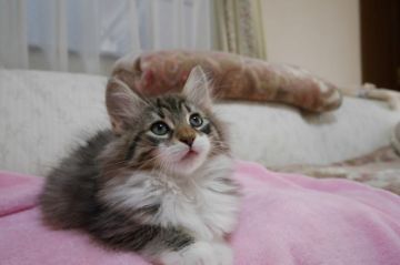 ノルウェージャンフォレストキャット【愛知県・男の子・2017年1月31日・ブラウンマッカレルタビー&ホワイト】の写真「ゴージャスな毛量のイケメン君♪可愛いソックス♪」