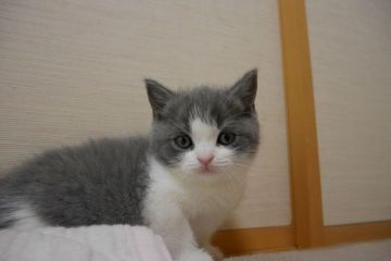 ブリティッシュショートヘア【愛知県・男の子・2016年5月5日・ブルー&ホワイト（ショート）】の写真「人気のブルー＆ホワイト・超絶可愛い♪」