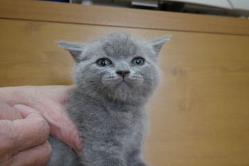 ブリティッシュショートヘア【愛知県・男の子・2015年10月13日・ブルー（ショート）】の写真「まん丸お顔のイケメン君♪」