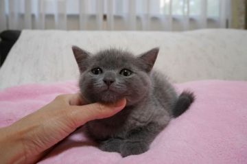 ブリティッシュショートヘア【愛知県・男の子・2017年4月23日・ブルー（ショート）】の写真「まん丸お顔のイケメン♪人気のブリテイッシュブルー♪」