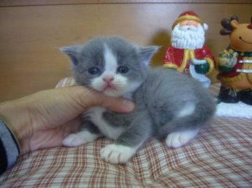 ブリティッシュショートヘア【愛知県・男の子・2013年10月30日・ブルー&ホワイト】の写真「八割れ柄がとてもきれい♪まんまるお顔の男の子♪」