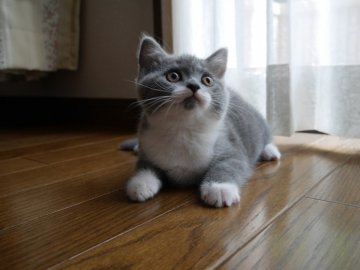 ブリティッシュショートヘア【愛知県・女の子・2014年3月24日・ブルー&ホワイト】の写真「口元のホワイトがとってもキュート♪」