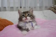 ノルウェージャンフォレストキャット【愛知県・男の子・2017年1月31日・ブラウンマッカレルタビー&ホワイト】の写真1「ワイルド系のイケメン君♪」